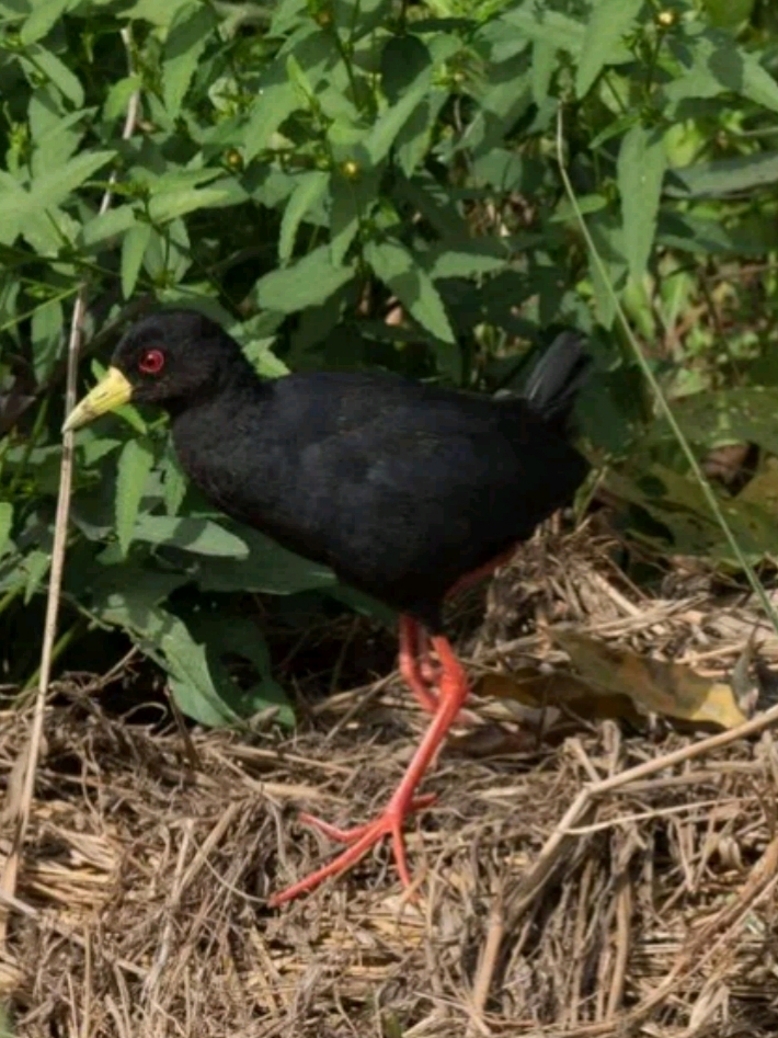 abuko nature 2