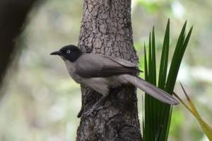 bilijo forest park 1