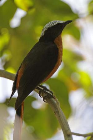 bilijo forest park 2