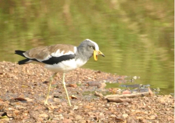 kaur wetland 1