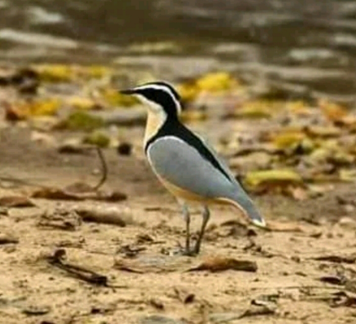 kaur wetland 2