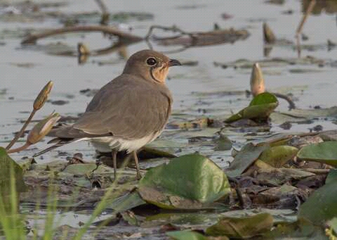 kaur wetland 3