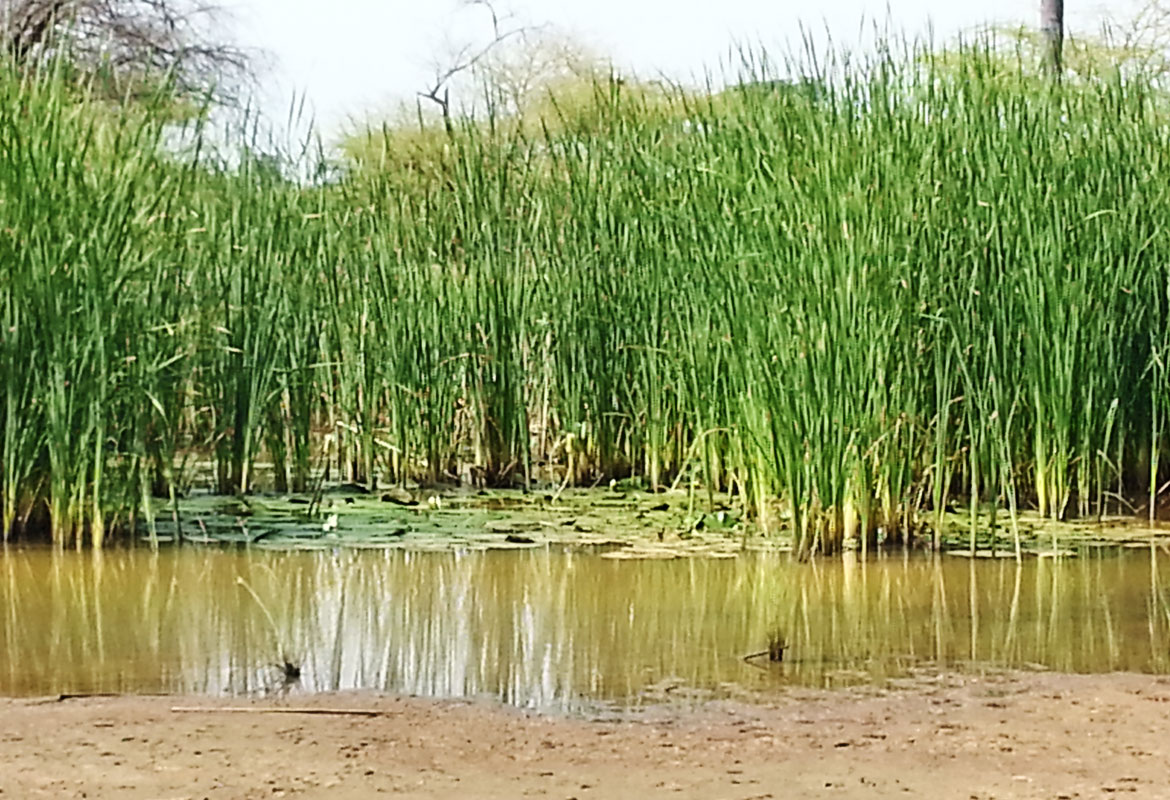 Panchang Swamp