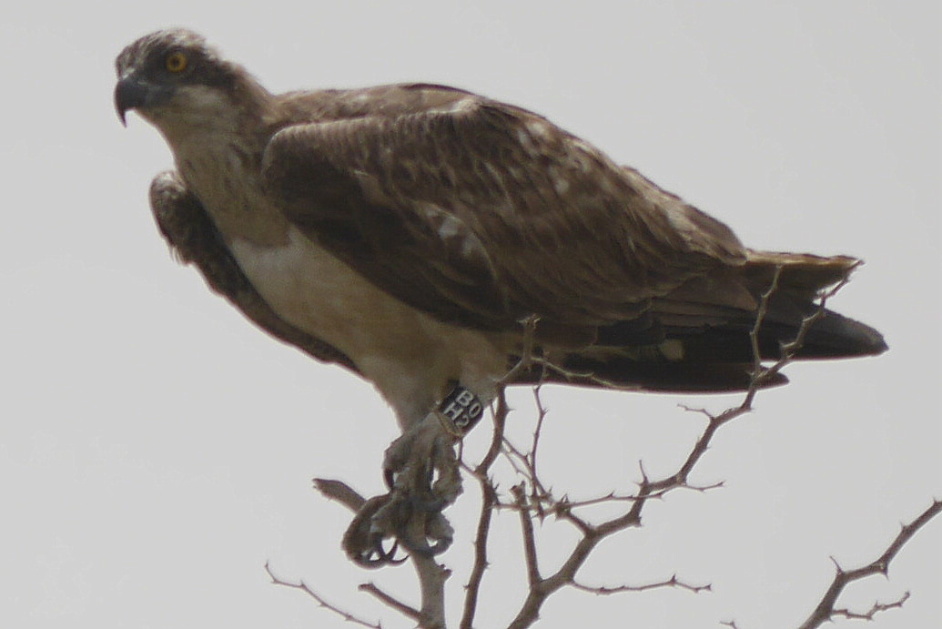 tanji bird reserve 1