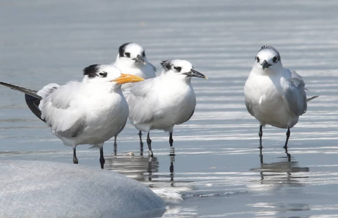 tanji bird reserve 2