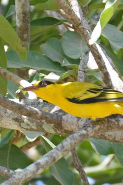 African Golden Oriole 44