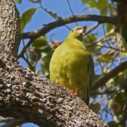 African Green Pigeon 35