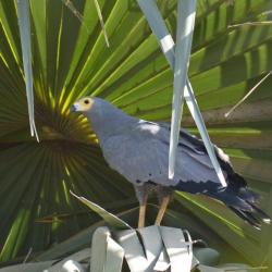 African Harrier Hawk 8