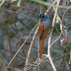 African Paradise Flycatcher 23