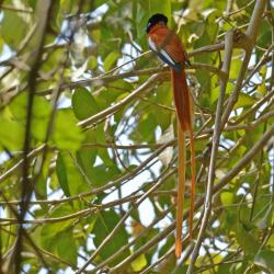 African Paradise Flycatcher