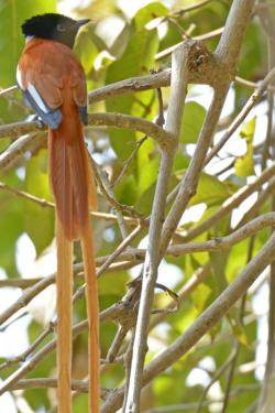 African Paradise Flycatcher