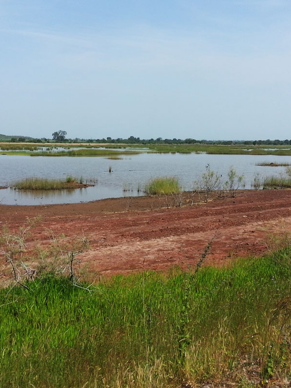 Kaur Wetland